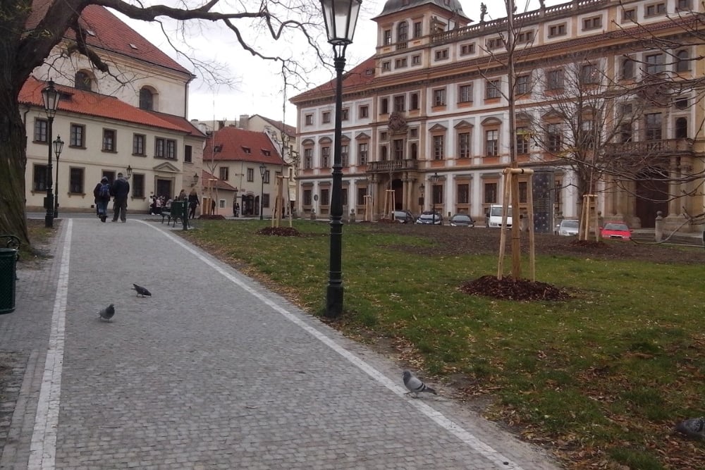 Cesta parkem s nově vysazenými stromy.