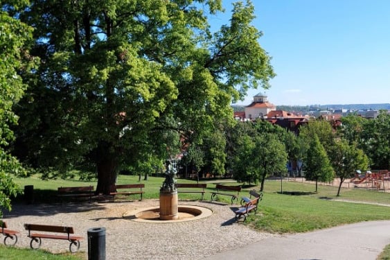 Fotografie: cesta mezi stromy s lavičkami v parku.